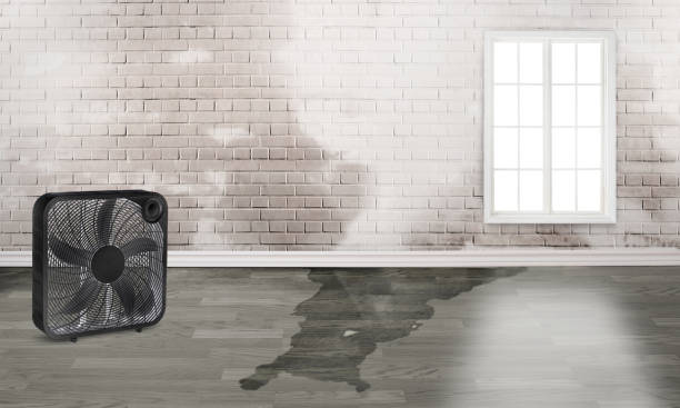 Best Water damage contractors near me  in Newcastle, OK